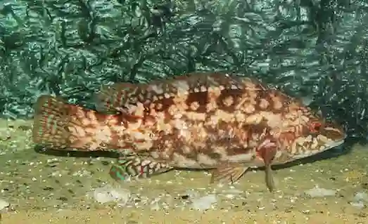 Kikla Lapin Balığı Nerede Bulunur Nasıl Avlanır 1 Kikla Lapin kayalık ve yosunlu bölgelerde sürü hâlinde yaşayan deniz balığı