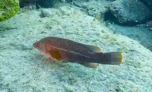 Kikla Lapin Balığı Nerede Bulunur Nasıl Avlanır 2 Kikla Lapin kayalık deniz habitatında gizlenen Labrus bergylta