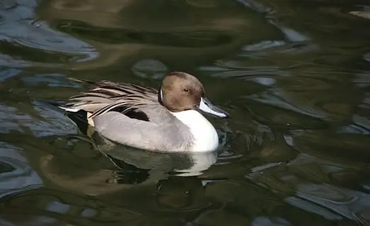 Kılkuyruk Ördek göç sırasında havada uçarken uzun ve sivri kuyruğu ile dikkat çekiyor.
