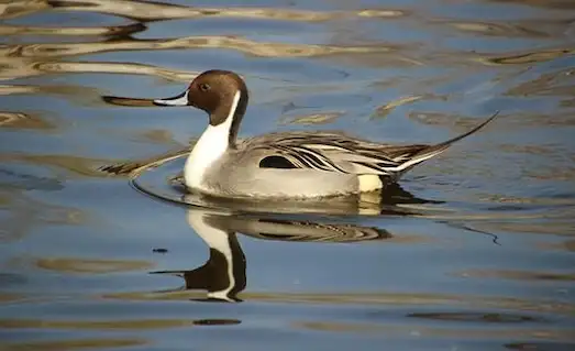 Kılkuyruk Ördek sulak alandaki doğal yaşamında yüzüyor ve yiyecek arıyor.