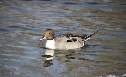Kılkuyruk Ördek sulak alanda yüzüyor ve doğal ortamında zarif görünümüyle dikkat çekiyor.