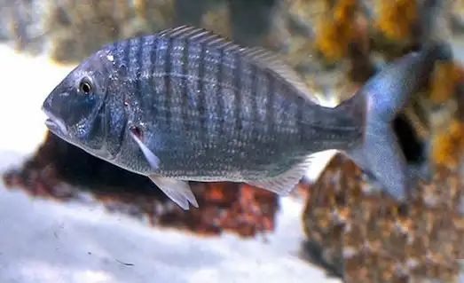 Mırmır balığının yakın plan detayı