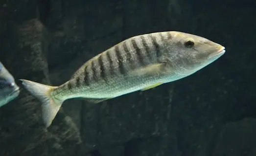 Mırmır Kumlu dipte yüzen mırmır balığı