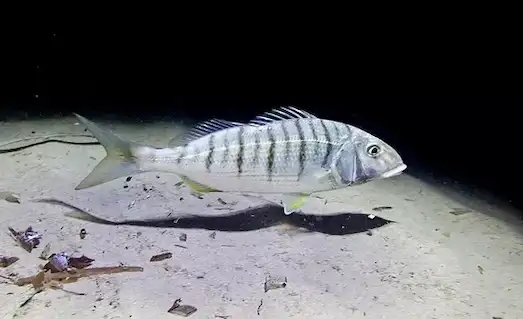 Mırmır avı sırasında balıkçılık görüntüsü