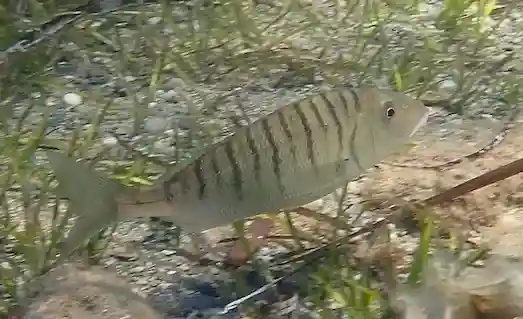 Mırmır’ın yaşadığı dip habitatı