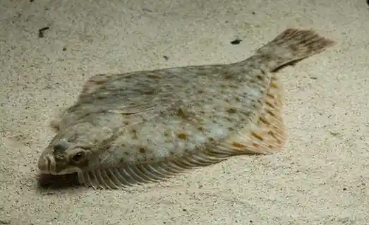 Pisi Balığı: Nerede Bulunur ve Nasıl Avlanır? 1 Pisi Balığı Kumlu deniz tabanında pisi balıkları doğal ortamlarında