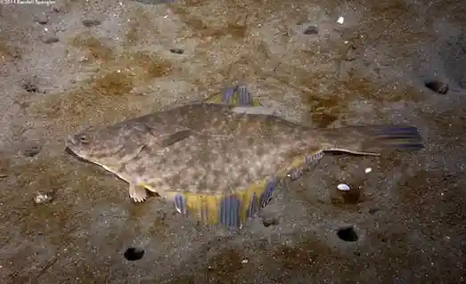 Pisi Balığı: Nerede Bulunur ve Nasıl Avlanır? 2 Pisi Balığı balığı kıyı sularında, kumlu ve sığ bölgelerde yatan balık.