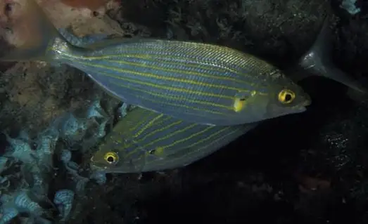 Sarpa Salpa Deniz çayırlarıyla beslenen Sarpa Salpa balığı yakından görünüm.