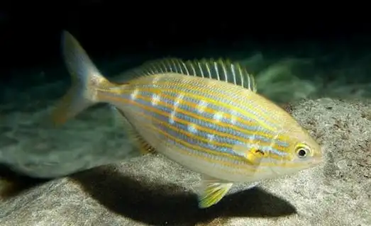 Sarpa Salpa balığı, altın çizgili vücut yapısıyla Akdeniz kıyısında yüzüyor.