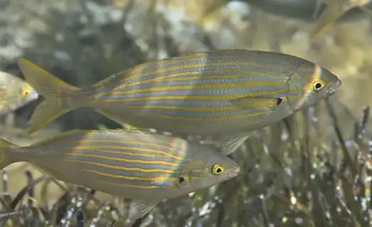 Sarpa Salpa Altın çizgileriyle dikkat çeken Sarpa Salpa balığı, deniz çayırları üzerinde.