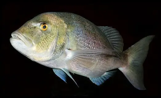 Sinarit Balığının yakın plan detayı