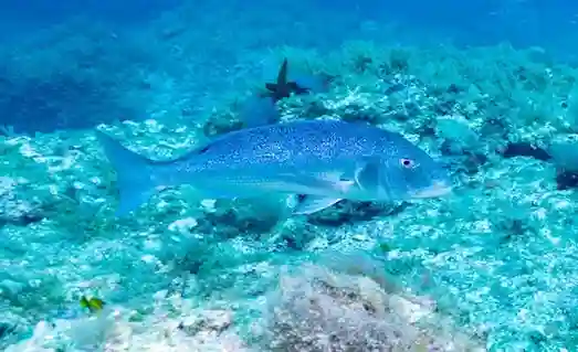 Sinarit Balığı avı sırasında balıkçılık sahnesi