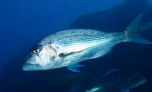 Sinarit Balığı Kayalık dipte yüzüyor