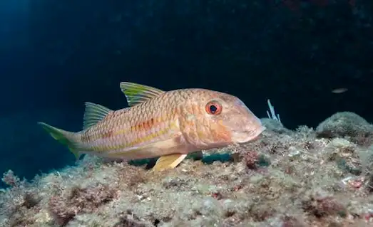 Tekir Balığı (Mullus surmuletus) vücut ve sırt yüzgeci detayları