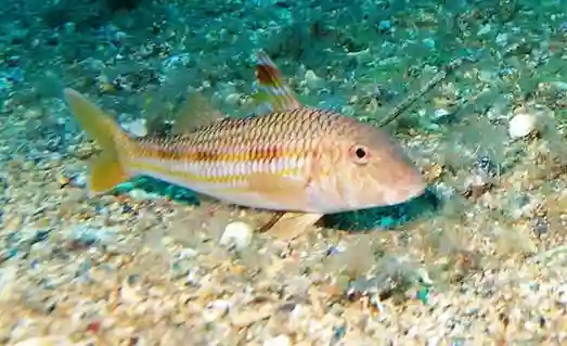 Tekir Balığı (Mullus surmuletus) deniz tabanında beslenirken