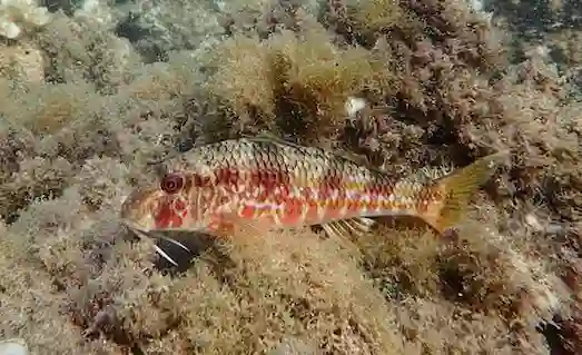 Tekir Balığı avı için kullanılan olta ve dip takımı