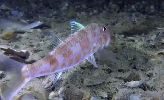 Tekir Balığı Doğal Yaşam Alanında