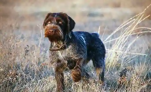 Tel Tüylü Pointer Griffon av köpeği, çevik ve hızlı yapısıyla bıldırcın ve keklik avında güvenilir bir tercihtir.