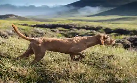 Eğitim sırasında komutlara cevap veren Vizsla av köpeği