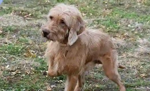 Su kenarında av yapan Vizsla köpeği
