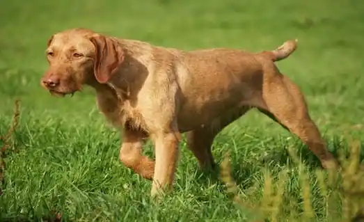 Vizsla av köpeği koşarken ve av performansını sergilerken