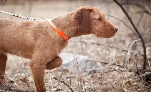 Bakım ve egzersiz sırasında Vizsla köpeği