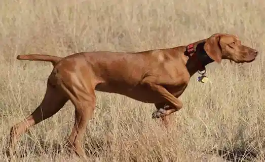 Vizsla av köpeği, kısa parlak tüyleri ve çevik yapısıyla kuş avında etkilidir.
