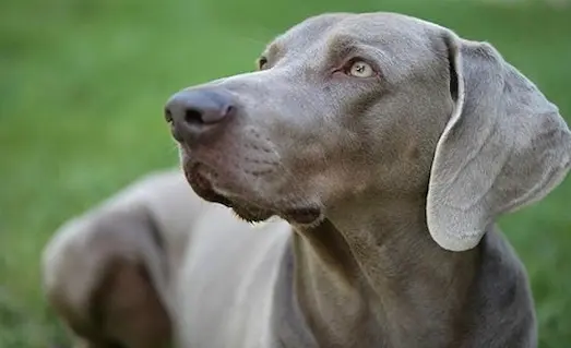 Weimaraner av köpeği, güçlü ve çevik yapısıyla av sırasında etkili bir destek sunar.