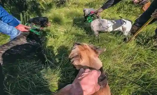 Yaban domuzlarını izleyen av köpekleri