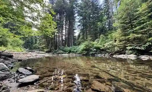 Alabalık yaşam alanı olan soğuk ve hızlı akan akarsu