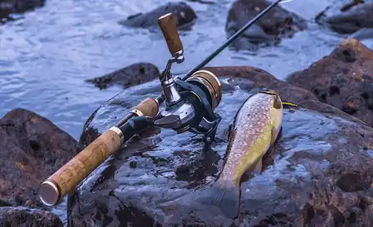 Kırmızı benekli alabalık, kaya üzerinde yakalanmış alabalık ve olta takımı