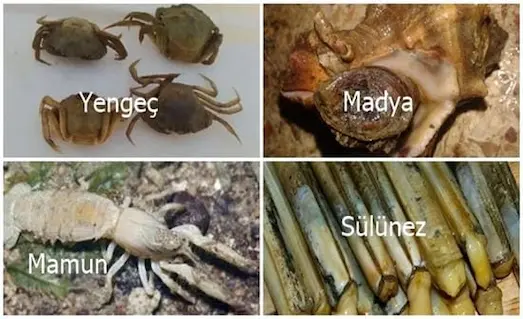 Çipura avında kullanılan mamun, yengeç, sülünez ve madya yemleri görseli