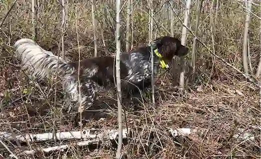 kuşçu av köpeği çulluk ferması yaparken