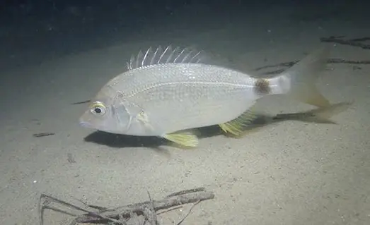 İspari balığının oval gövdesi ve koyu halkaları