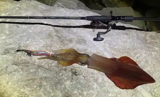 Kalamar Avı Teknikleri: Takım ve Ekipman Seçimi 2 Eging kamışı ile tutulmuş taze kalamar görseli