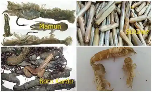 Mırmır avında kullanılan sülünez, boru kurdu ve mamun yemleri görseli