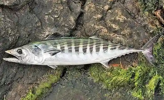 Palamut balığı (Sarda sarda) doğal yaşam alanında yüzerken
