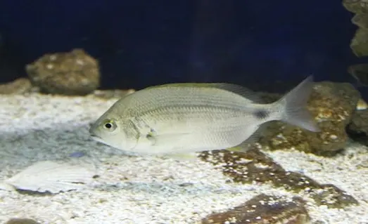 İspari (Diplodus annularis) – Küçük Kıyı Balığı 3 İspari balığının dip oltası ile avlanması