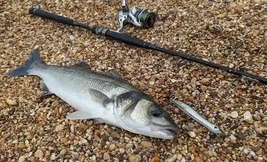 Spin Balıkçılığı 2024: Takım ve Ekipman Seçimi 2 Spin At-Çek Yöntemi ile Levrek Avı Sonucu