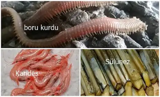 kupes balığı yemleri sülünes boru kurdu karides avı