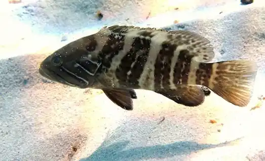 Kumlu deniz tabanı üzerinde yüzen ve avlanan lahoz grida balığı su altı fotoğrafı