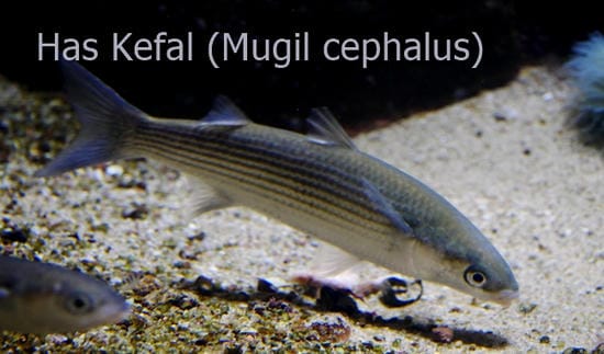 Kefal Nasıl Yakalanır? doğal yaşam alanında yüzen has kefal Mugil cephalus