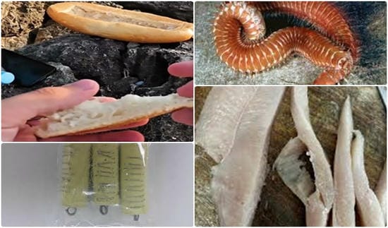 kefal avı için kullanılan yemler Kıbrıs sarma ekmek tavuk göğsü deniz solucanı Nereis