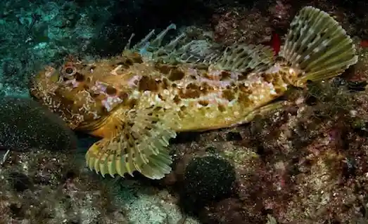 Lipsoz Scorpaena scrofa kayalıkta kamufle olmuş akrep balığı