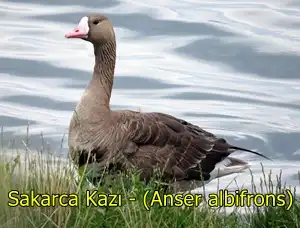 Sakarca Kazi Anser albifrons 1