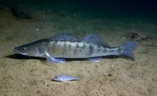 Doğal ortamında yüzen Sudak balığı görüntüsü