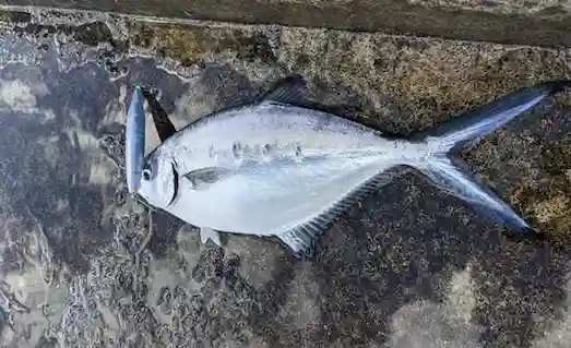 Sahte rapala ile yakalanmış yaladerma balığı görseli