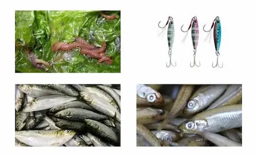 Tral Balığı (Caranx crysos) Nasıl Avlanır? 2 Tral avı için yan yana dizilmiş lokum balığı, sardalya, deniz kurdu ve renkli bir sahte jik yemi.