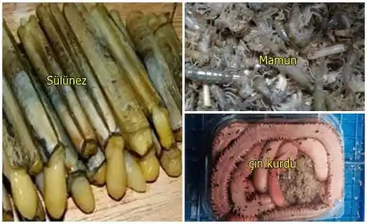 Balık yemi mamun Çin kurdu sülünes doğal yemler