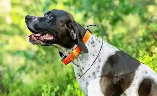 GPS tasmalı Pointer av köpeği takip sistemi